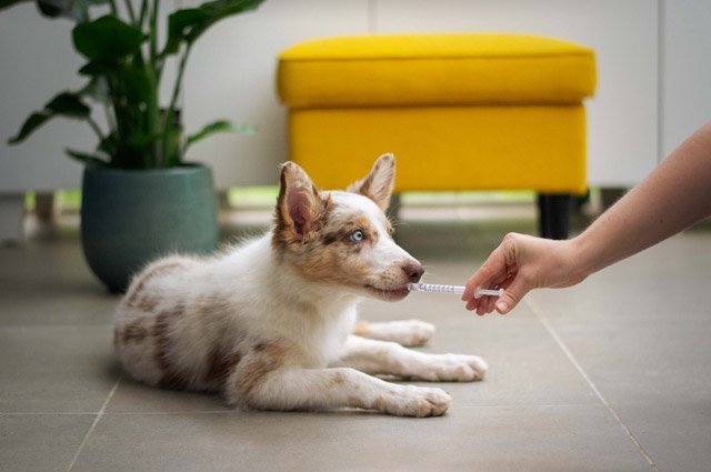 Anti Rabies Injection