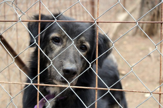 animal cruel