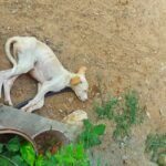 WhatsApp Image 2025-03-20 at 12.05.33 PM (2)