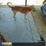 WhatsApp Image 2025-03-20 at 12.05.34 PM (2)